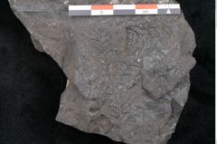 Foto (Detailansicht) von Taeniopteris pseudosimplex Ettingshausen (NHMW-GEO-2024-0188-10292)
